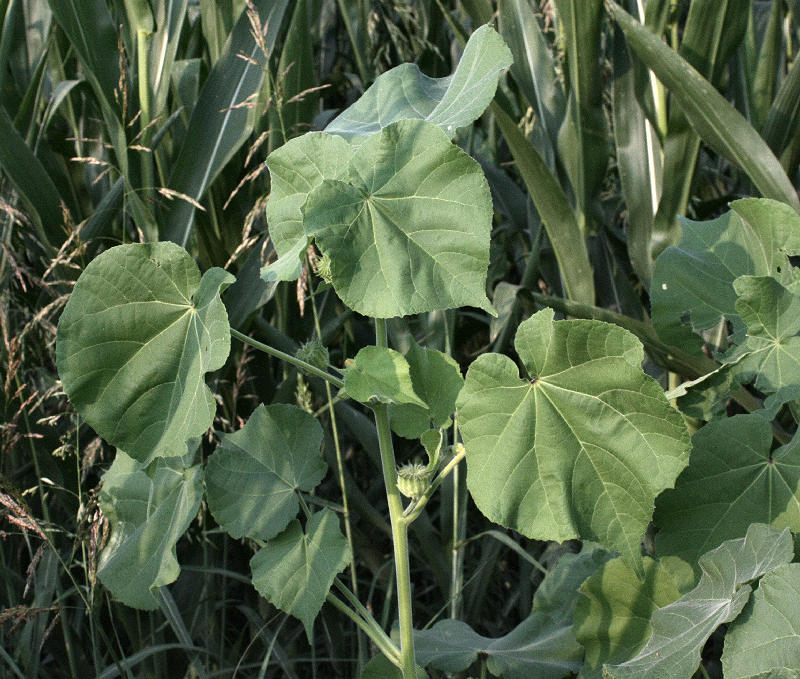 Abutilon theophrasti